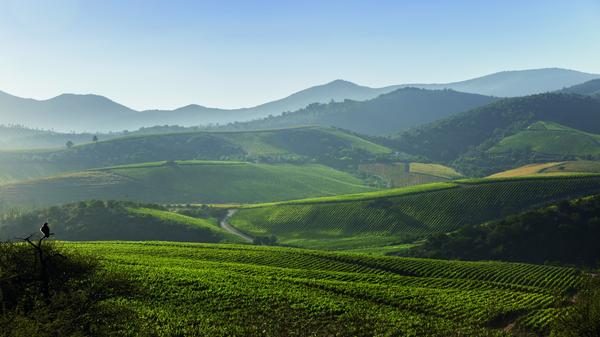 Weinberge von Costa Alta