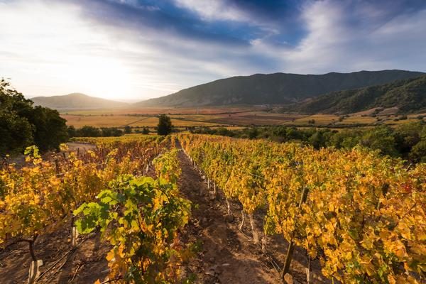 Weingarten von Caliterra